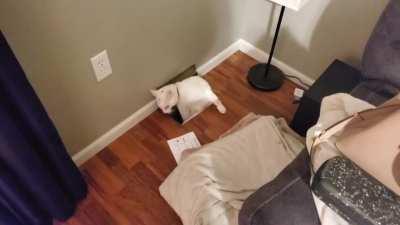 An animal crawling out of household vents like that scares me