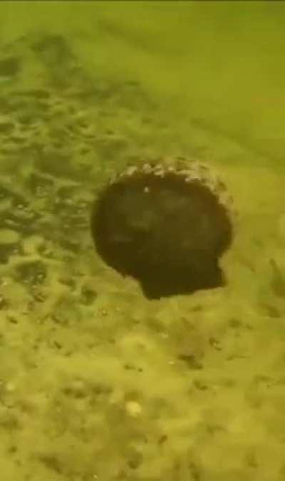 My clam people need me