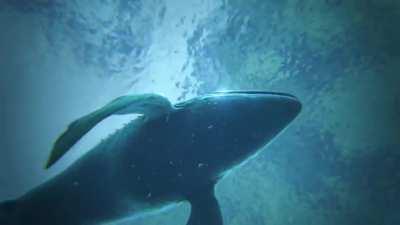 The new intro for my Dino-Doc series