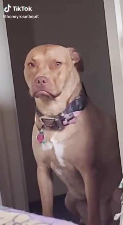 When your dog sees you petting the cat