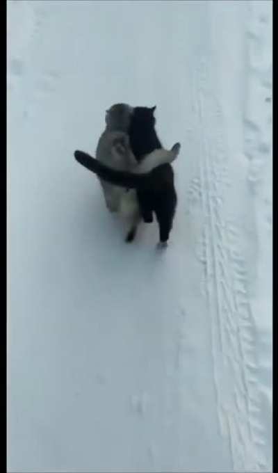 What's better than a cat?