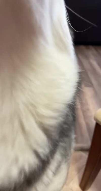 Can I get a awooo!!!?