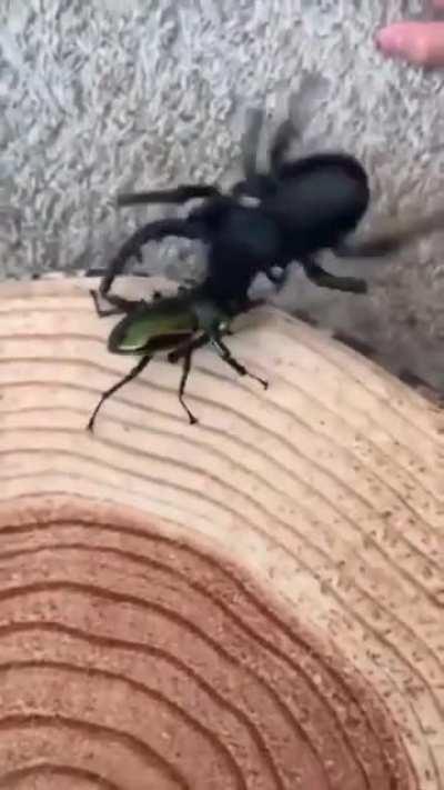 Don’t mess with the REAL beetle