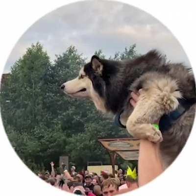 Doggo at Ural mountains music festival i've just found a video)))))