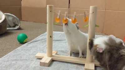 special morning snacks just so i could watch them use their new toy...