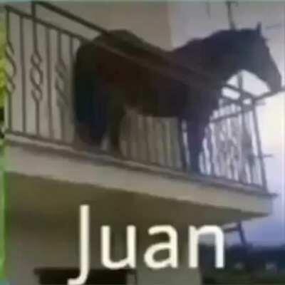 Juan 🐎