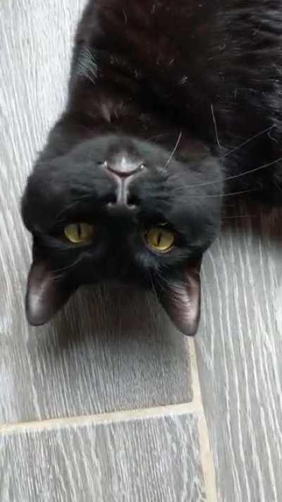 He tries so hard to make his kitten squeak a meow