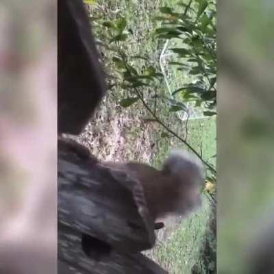 A squirrel managed to get caught on a fence by his nutsack.