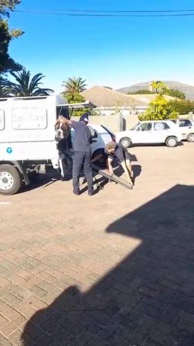 You qualify as an Absolute Unit, if you're a 220 pound dog