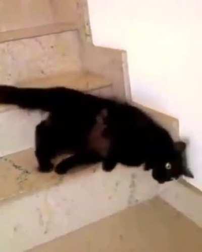 Look at me human, this is the proper way to walk down stairs.