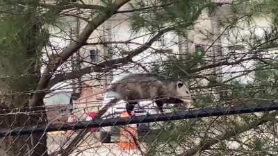 A rare daylight sighting! I love these creatures!!!