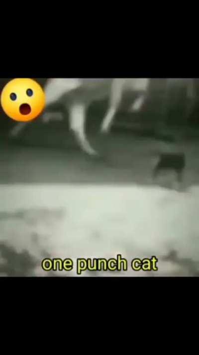One Punch Cat