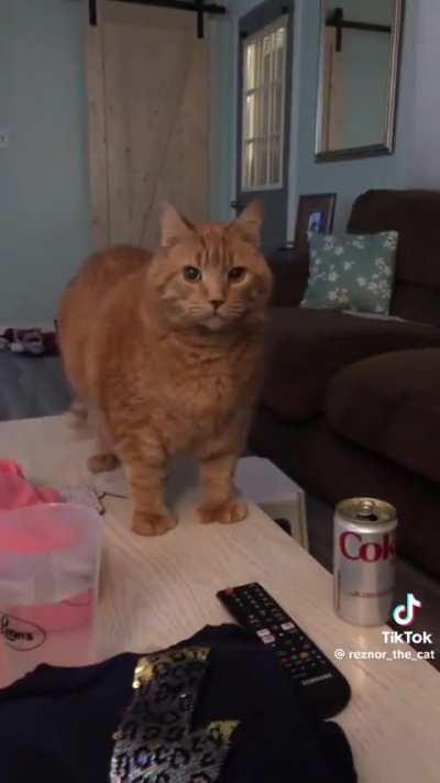 My favorite cat on Tiktok. Had to share Reznor and his thumbs.