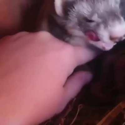 Hey human! Take a look at my babies...