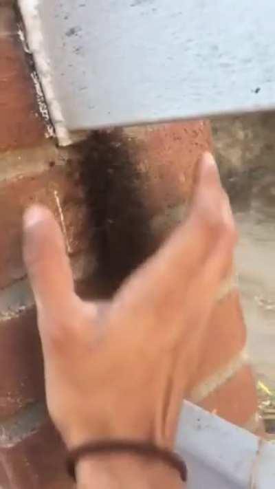 Thanks, I hate clusters of Daddy Longlegs.