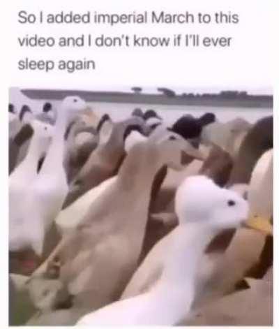 Imperial Duck march!