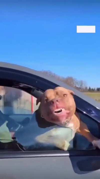 “Come on buddy. Just step back.” Your pibble is not listening to you at all. All it is seeing is red in this video - at a total stranger.