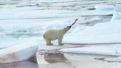 After devouring a male whale, a polar bear plays with with the Narhwal's penis on an ice floe.