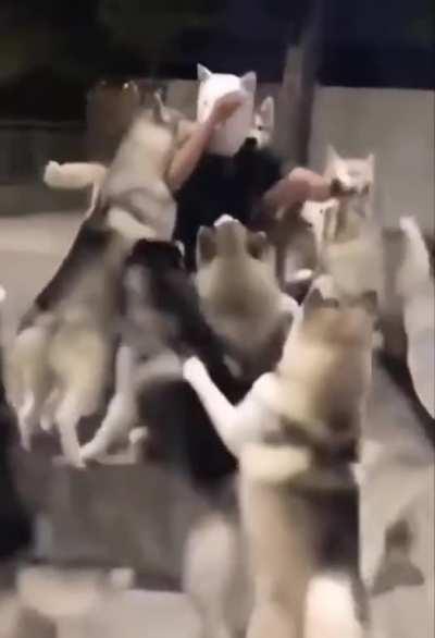 This is the new doggo in town