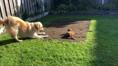 Kitten startled by his big friend