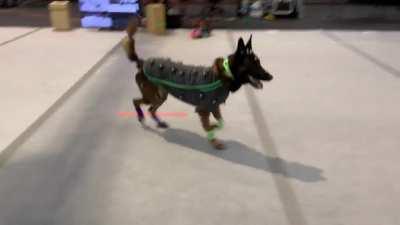 This dog does motion capture.