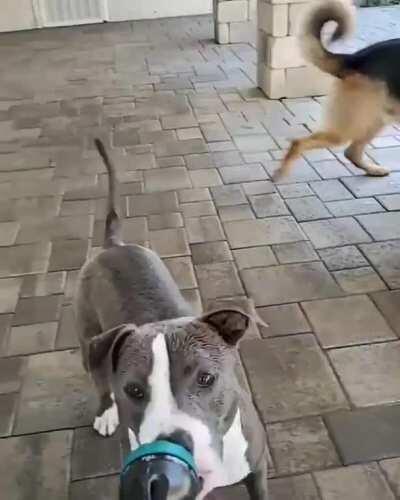 SiCK fUCk DrOwnS INnOcCEnt doGgoS!!