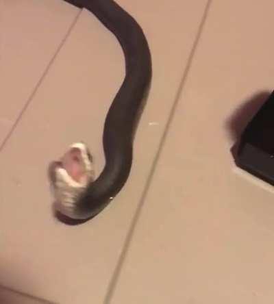 Snake dies :(