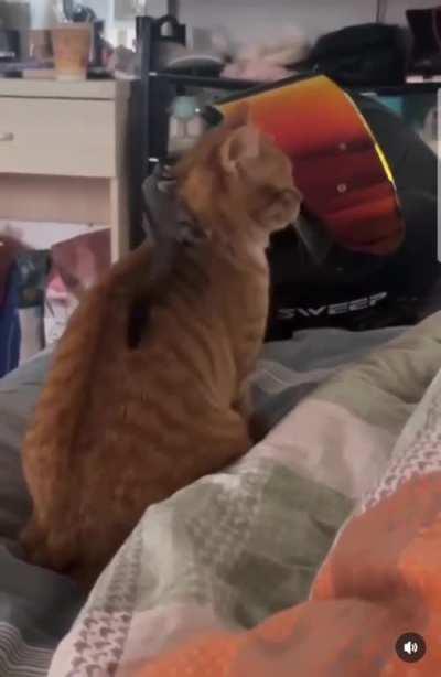 This cat was going through the stages. 💀