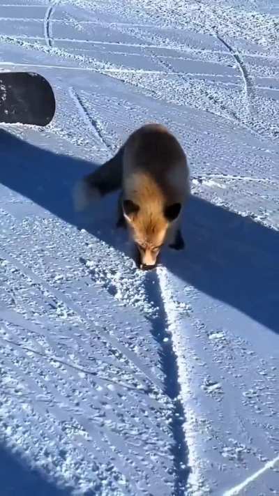 Yay cute foxxo