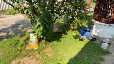 When the sheltie zoom meets a 14 year old german shepherd: