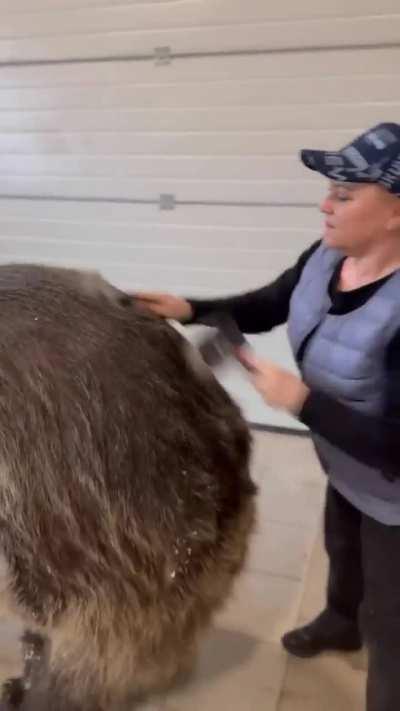 Just another day in Russia, at your local “bear” salon