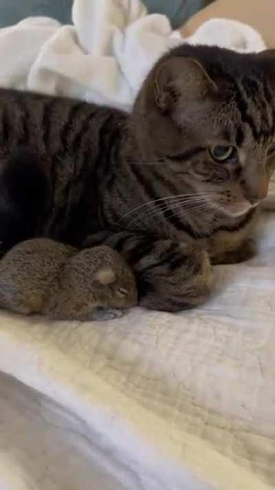 Kitty helps foster a baby rescue squirrel