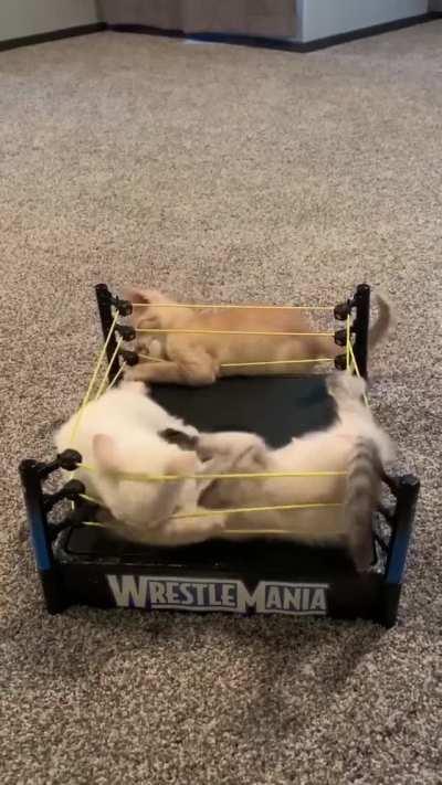 Just some kittens and a $2 thrift store find.