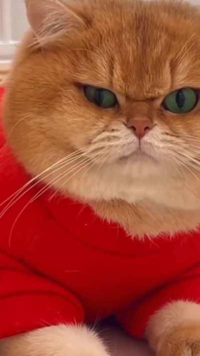 Myaw from stylish chonker