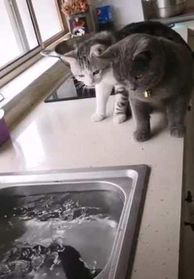 Too much catculation fired backwards