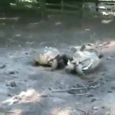 Tortoises looking out for one another