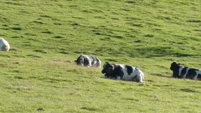 I envy their peaceful day .... cows life