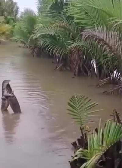 Komodo dragons in love!