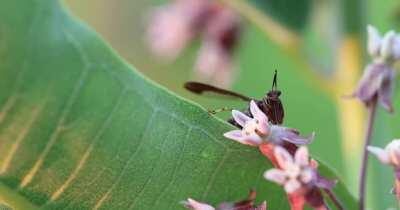Brown Wasp Mantidfly. An amazing paper wasp mimic, this mantidfly, while predatory, may also take nectar from flowers (such as the milkweed this mantidfly is on).