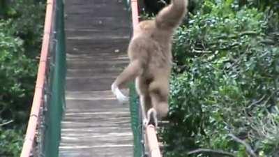Gibbon on the Monkeyland bridge