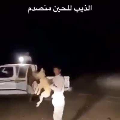 Even this poor jackal isn't left alone Lol