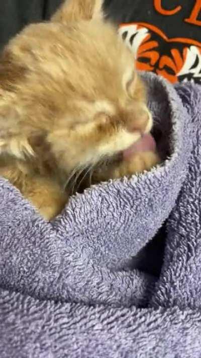 Rescued this little guy (Pie) and his sister (Pumpkin) from the snow yesterday. Today was bath day. Pie is all about them smol biscuits.