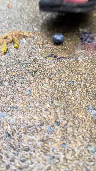 I like to play with my fruit 🫐