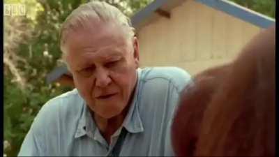 Whenever I observe homeland these days