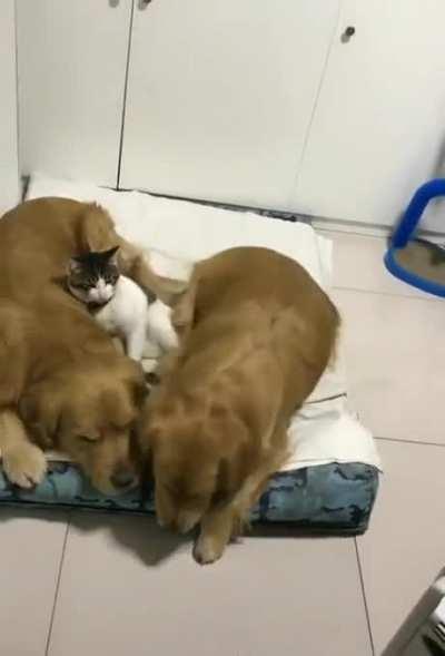 This is how they sleep every night :))