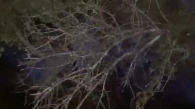 Leopards are about to mate an impala runs straight into them