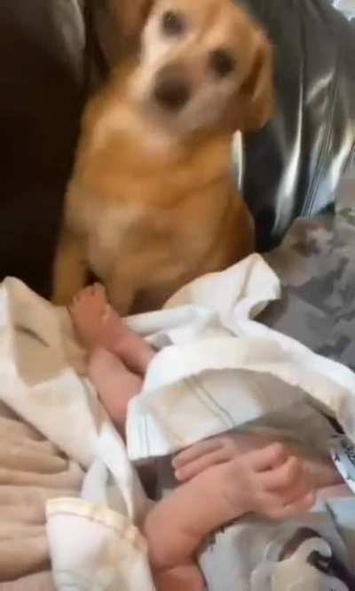 Diaper has gone to the dark side. Change it Hooman !!!