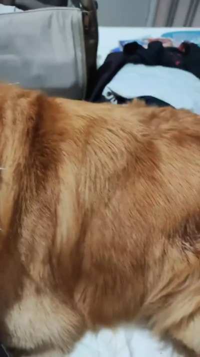 Meu cachorro morre de medo de Chuva