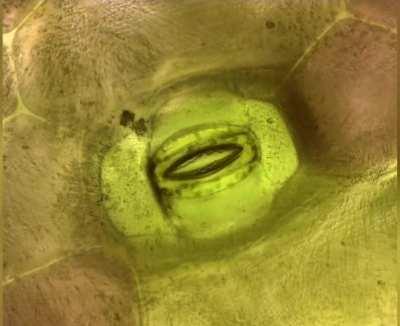 a plant breathing (magnified)