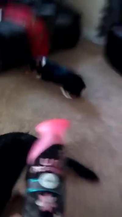 wHo LeT tHe DoGs oUt.